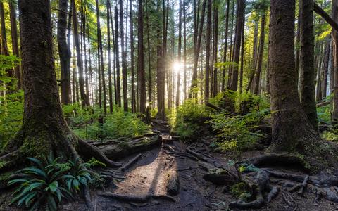 look through the forest with a path